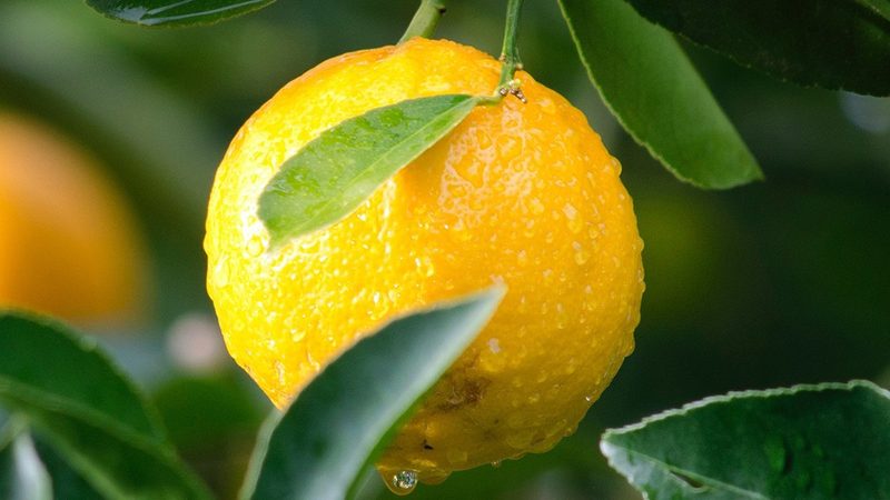 生物医药内包流程：细节解析与注意事项